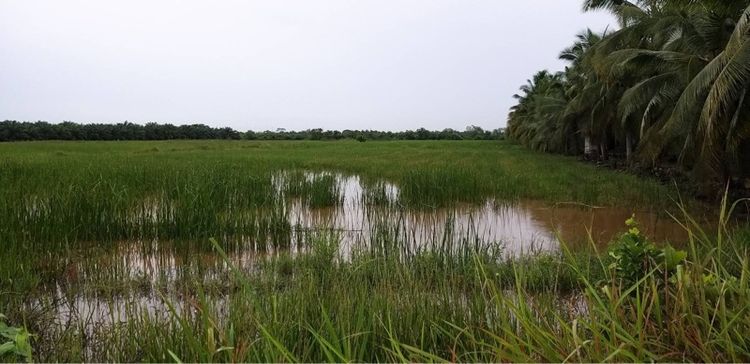 ขายที่ดินแปลงใหญ่10ไร่1งาน76ตารางวา รูปที่ 4