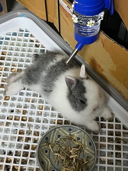 กระต่ายแคระND รูปที่ 2