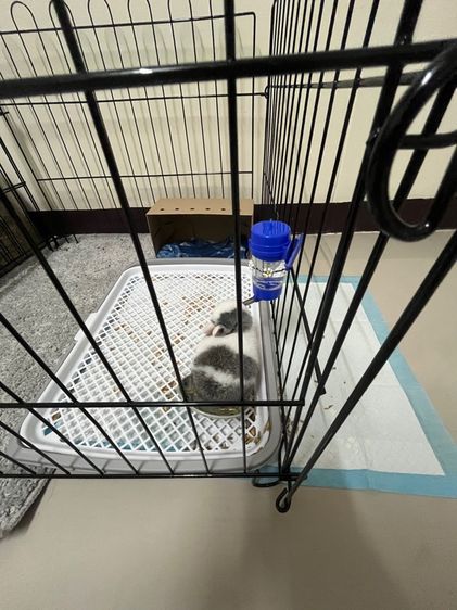 กระต่ายแคระND รูปที่ 5