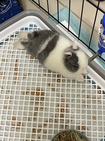 กระต่ายแคระND รูปที่ 4