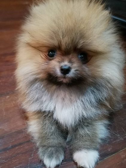 ปอมเมอเรเนียน (Pomeranian) ด.ญ. ปอม แท้ (ราคาแบ่งปัน) เกิดจาก พ่อ+แม่ ปอมแท้ size เล็ก ที่บ้านและเจ้าของ post ขายเอง ในราคาไม่แพง