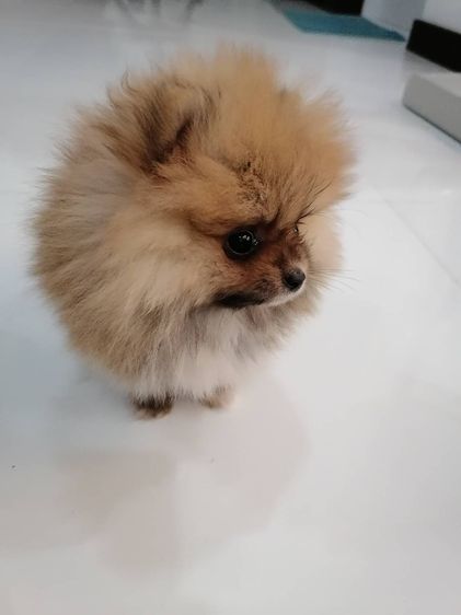 ด.ญ. ปอม แท้ (ราคาแบ่งปัน) เกิดจาก พ่อ+แม่ ปอมแท้ size เล็ก ที่บ้านและเจ้าของ post ขายเอง ในราคาไม่แพง รูปที่ 2