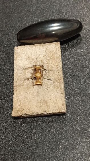 พระสมเด็จก้างปลาวัดระฆัง แถมเหรียญ รูปที่ 2