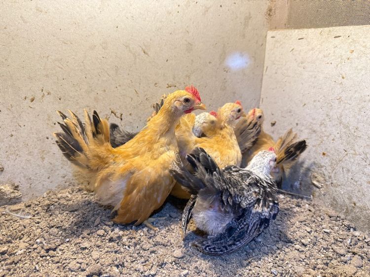 ลูกไก่แจ้