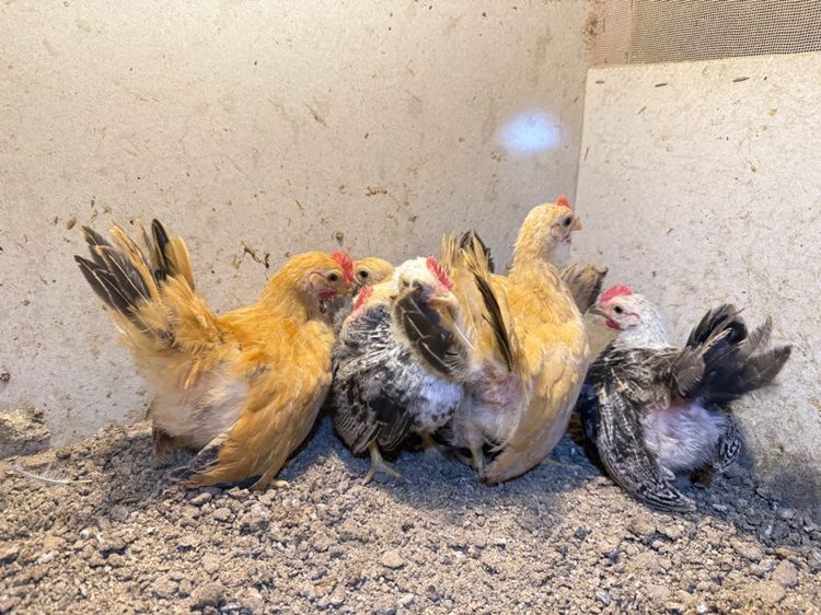 ลูกไก่แจ้ รูปที่ 2