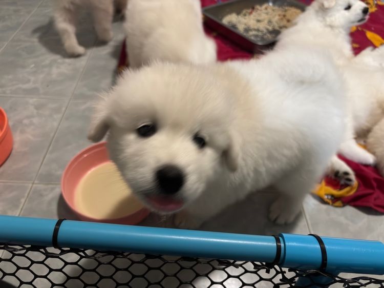 ลูกสุนัขพันธุ์ซามอยด์ รูปที่ 11