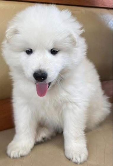 ลูกสุนัขพันธุ์ซามอยด์