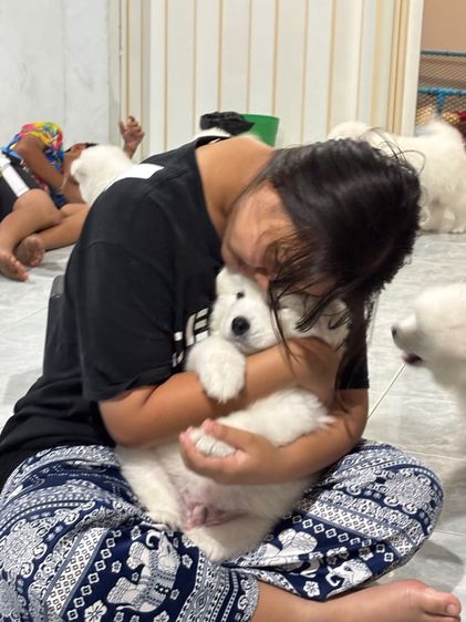 ลูกสุนัขพันธุ์ซามอยด์ รูปที่ 3