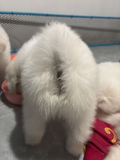 ลูกสุนัขพันธุ์ซามอยด์ รูปที่ 6