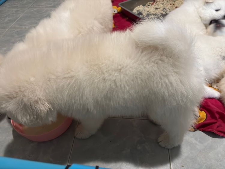 ลูกสุนัขพันธุ์ซามอยด์ รูปที่ 10