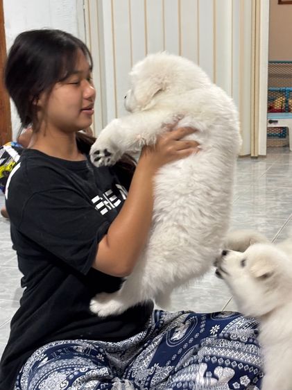 ลูกสุนัขพันธุ์ซามอยด์ รูปที่ 4