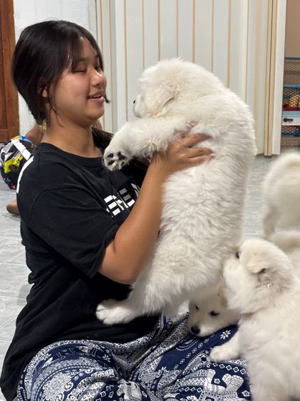 ลูกสุนัขพันธุ์ซามอยด์ รูปที่ 2