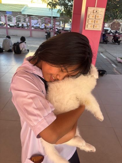 ลูกสุนัขพันธุ์ซามอยด์ รูปที่ 14