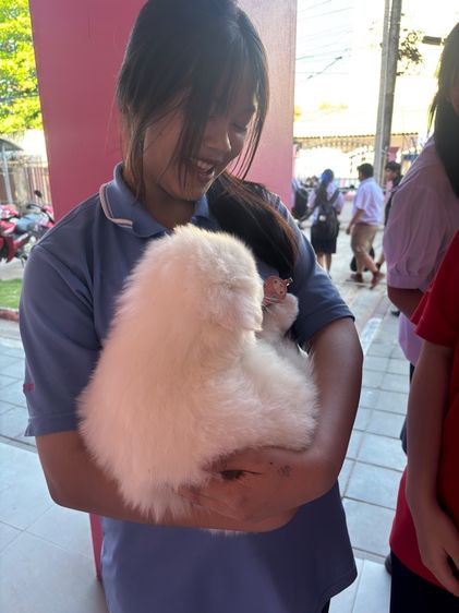 ลูกสุนัขพันธุ์ซามอยด์ รูปที่ 17