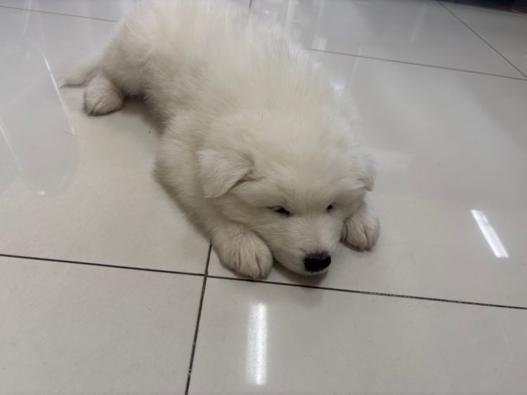 ลูกสุนัขพันธุ์ซามอยด์ รูปที่ 15