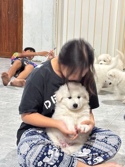 ลูกสุนัขพันธุ์ซามอยด์ รูปที่ 5