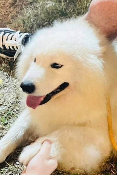 ลูกสุนัขพันธุ์ซามอยด์ รูปที่ 13