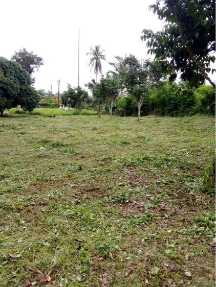 ใช่ ขายที่ดินแปลงสวย อำเภอเกาะช้าง จังหวัดตราด  รูปที่ 2