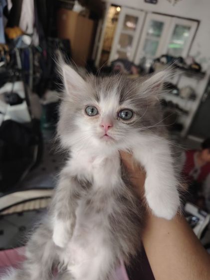 เปอร์เซีย (Persian) ❌แมวเปอร์เซียเพศชาย❌ติดจอง