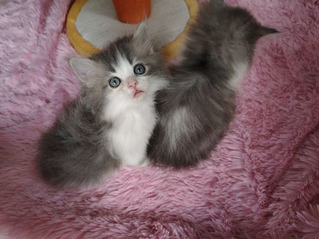 ❌แมวเปอร์เซียเพศชาย❌ติดจอง รูปที่ 5