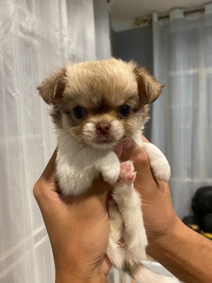 ชิวาว่าขนยาว รูปที่ 3