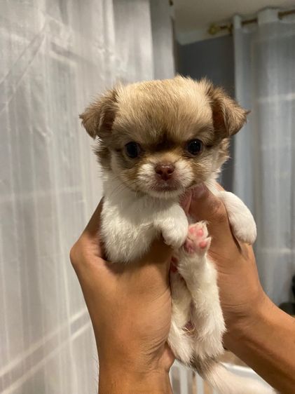 ชิวาว่าขนยาว รูปที่ 4