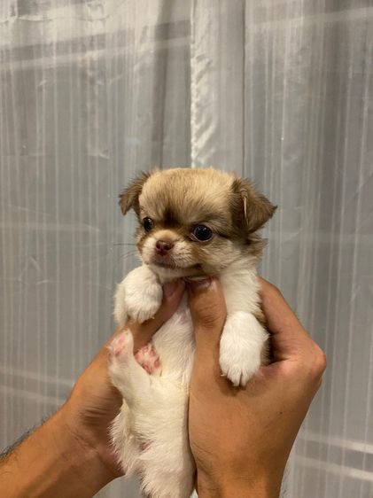 ชิวาว่าขนยาว รูปที่ 5