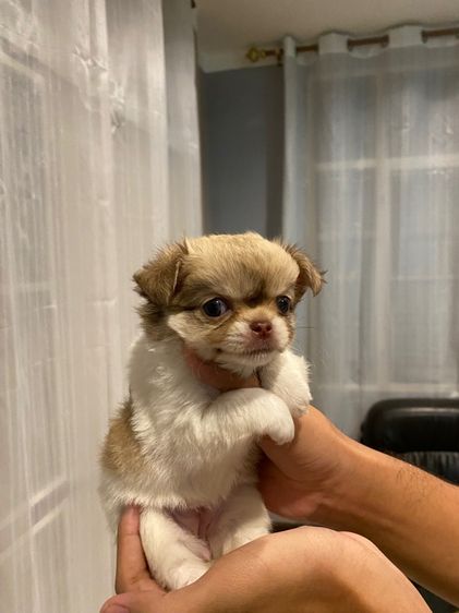 ชิวาว่าขนยาว รูปที่ 8