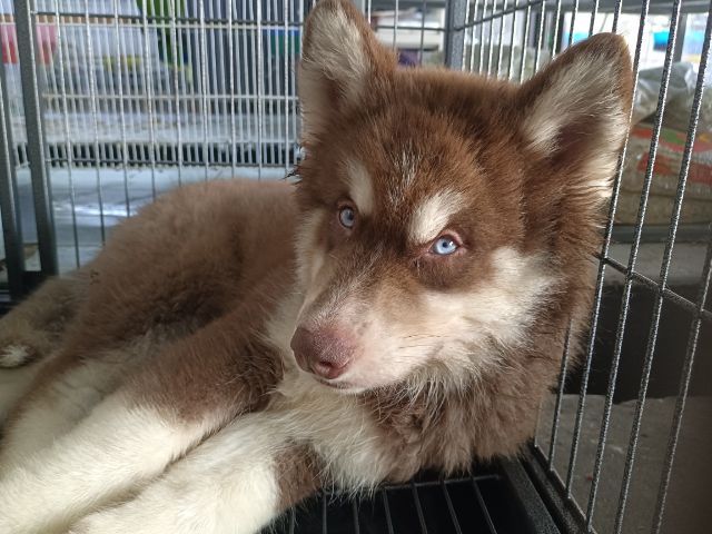 สุนัขไซบีเรียน รูปที่ 5