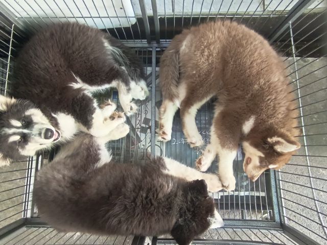 สุนัขไซบีเรียน รูปที่ 6