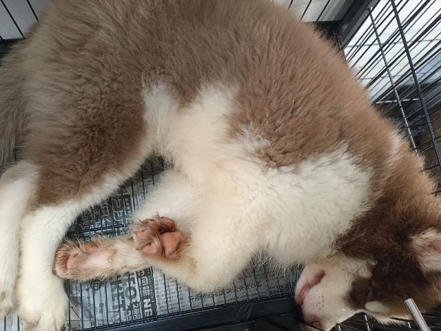 สุนัขไซบีเรียน รูปที่ 8