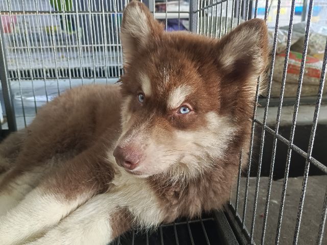 สุนัขไซบีเรียน รูปที่ 2