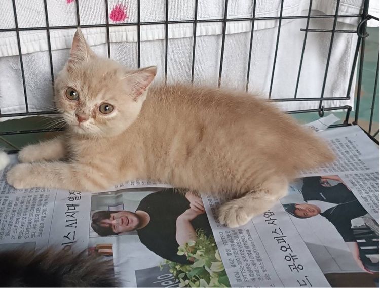 ขายลูกแมวเปอร์เซียครับ รูปที่ 2