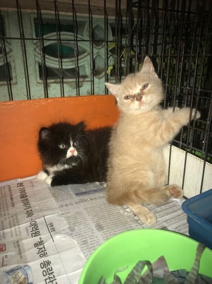 ขายลูกแมวเปอร์เซียครับ รูปที่ 4