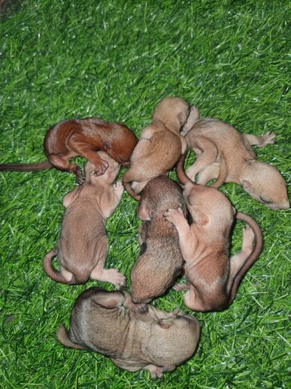 ลูกกระรอกเทาท้องขาว แดงท้องขาว