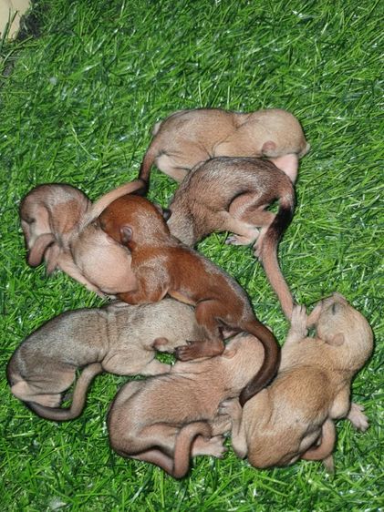 ลูกกระรอกเทาท้องขาว แดงท้องขาว รูปที่ 2