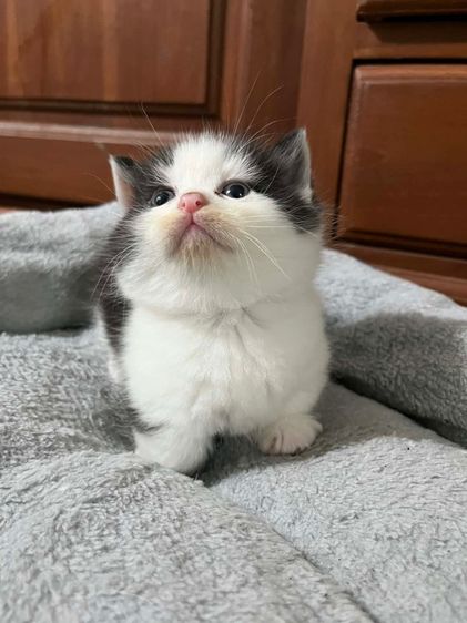 มันช์กิ้น ขาสั้น รูปที่ 3