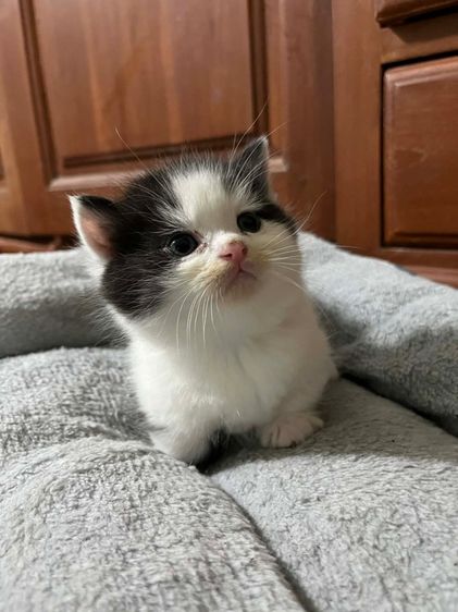 มันช์กิ้น ขาสั้น รูปที่ 2