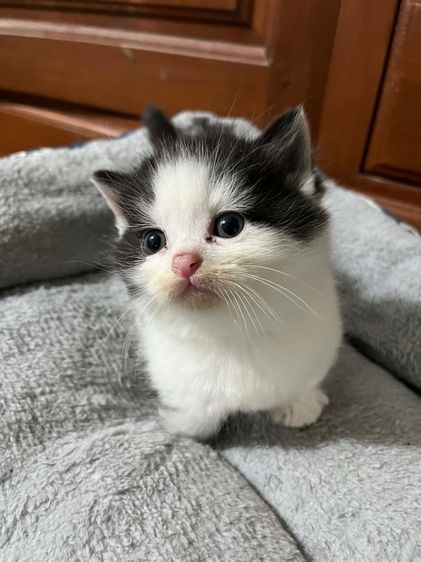 มันช์กิ้น ขาสั้น รูปที่ 4