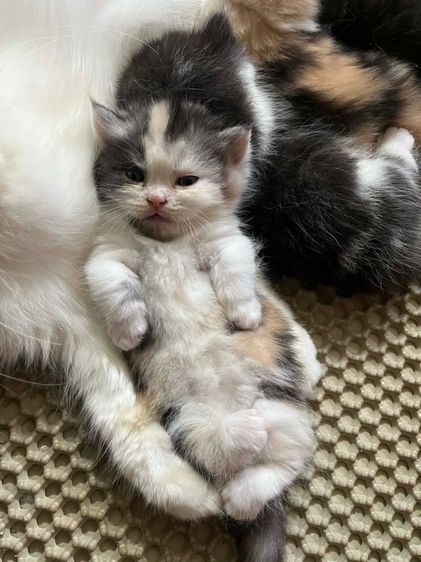 มันช์กิ้น รูปที่ 4