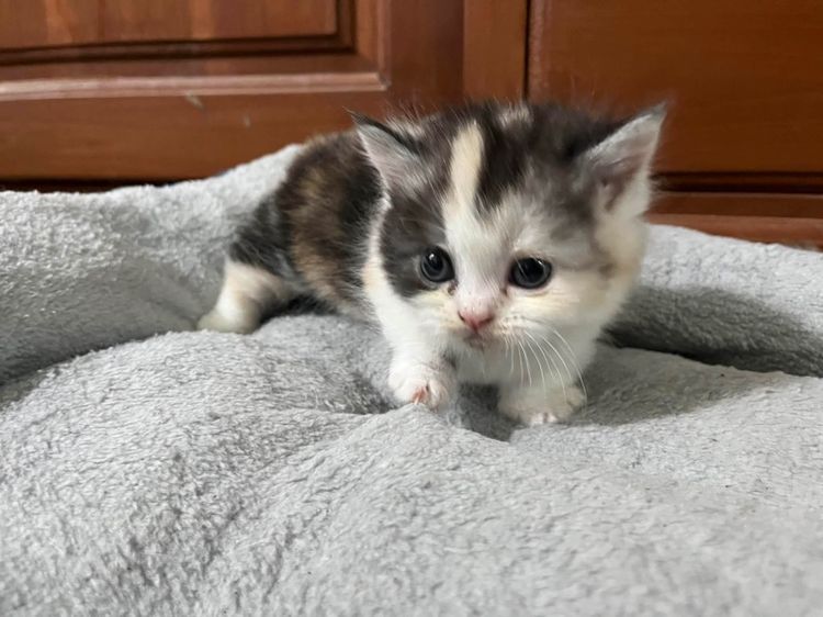 มันช์กิ้น รูปที่ 3