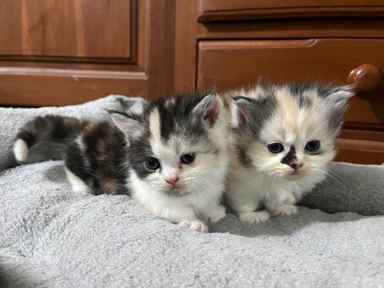 มันช์กิ้น (Munchkin) มันช์กิ้น