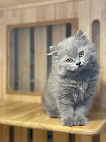 แมว มันช์กิ้นขายาว รูปที่ 3