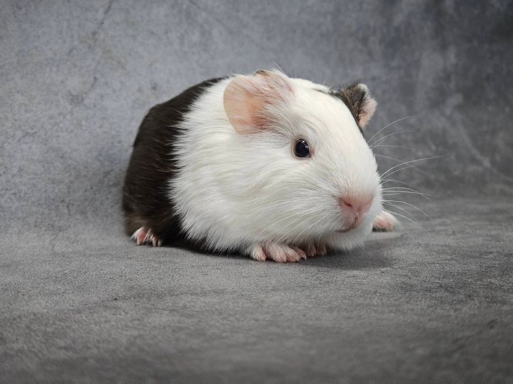 หนูแกสบี้น่ารัก รูปที่ 5