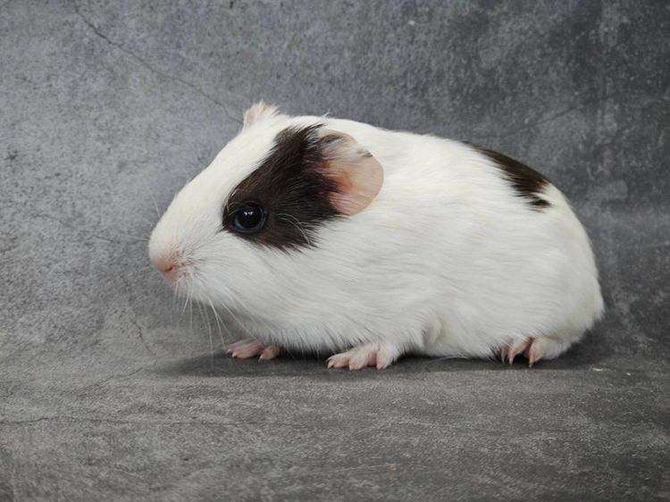 หนูแกสบี้น่ารัก รูปที่ 4