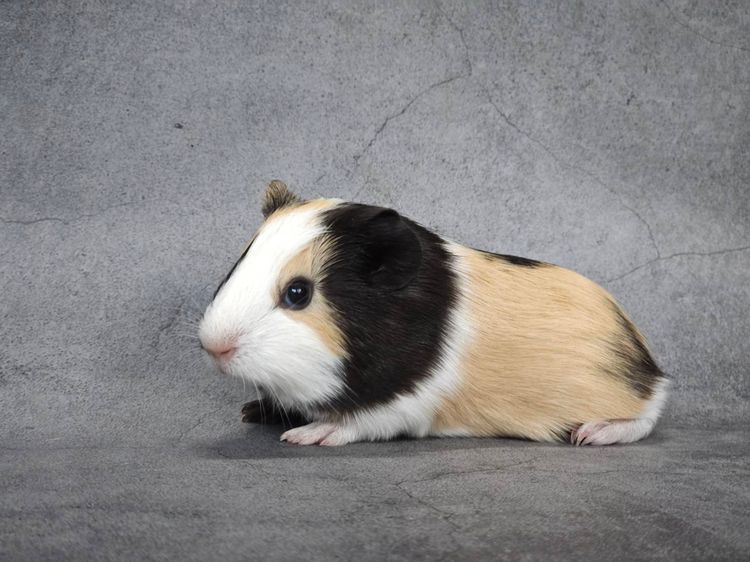 หนูแกสบี้น่ารัก รูปที่ 2