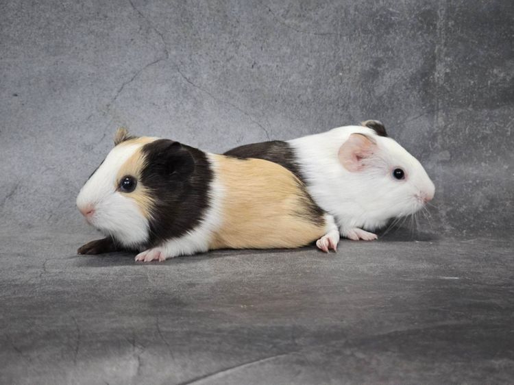 หนูแกสบี้น่ารัก