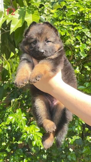 เยอร์มันเชฟเพิร์ด รูปที่ 4