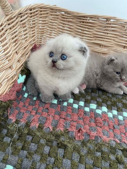 มันช์กิ้น รูปที่ 2