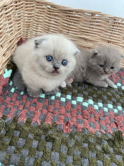 มันช์กิ้น (Munchkin) มันช์กิ้น